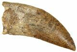 Bargain, Serrated, Carcharodontosaurus Tooth #270462-1
